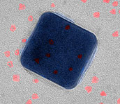A nanoscale view of the new superfast fluorescent system using a transmission electron microscope. The silver cube is just 75 nm wide. The quantum dots (red) are sandwiched between the silver cube and a thin gold foil.